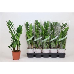 Zamio Zamiifolia 2-3