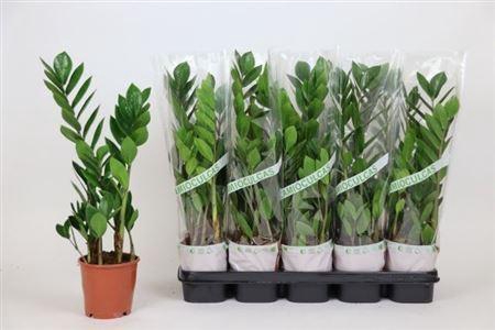 <h4>Zamio Zamiifolia 2-3</h4>