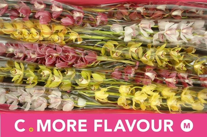 <h4>CYMB MI GEM</h4>