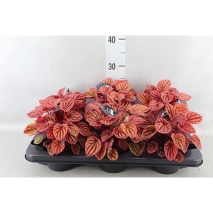 Peperomia