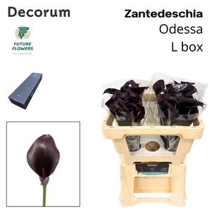 ZANT ODESSA LARGE BOX 50 cm