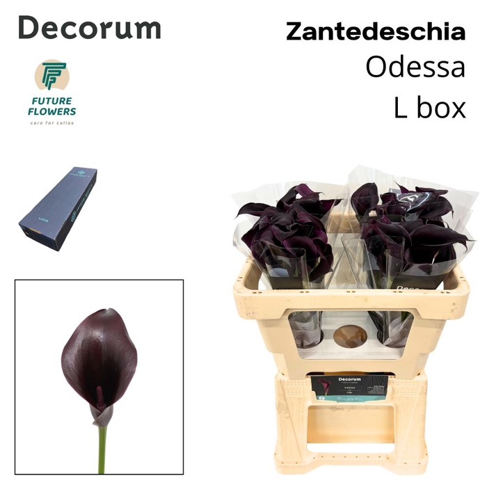 <h4>ZANT ODESSA LARGE BOX 50 cm</h4>