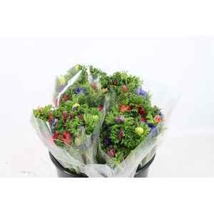 Anem Co Jerusal Mixed