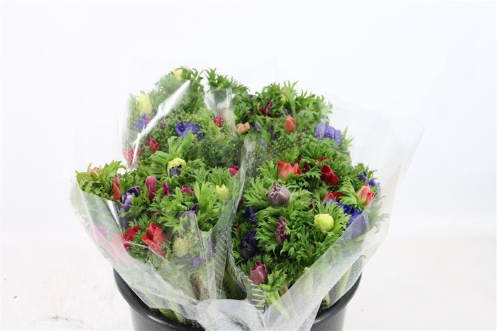 <h4>Anem Co Jerusal Mixed</h4>