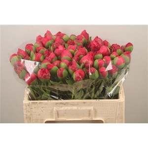 Paeo L Com Performance