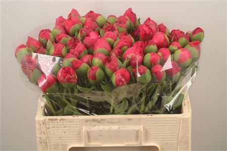 <h4>Paeo L Com Performance</h4>