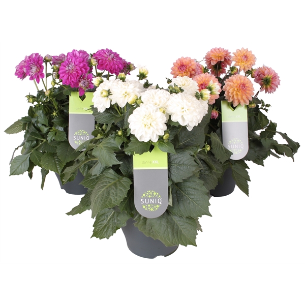 <h4>Dahlia Suniq XXL Mix laag 23cm</h4>