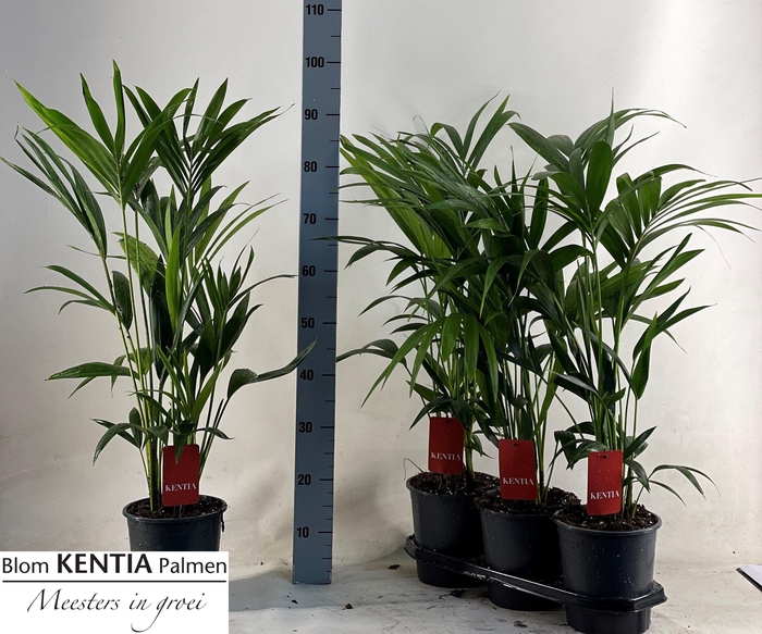 <h4>HOWEA FORSTERIANA</h4>