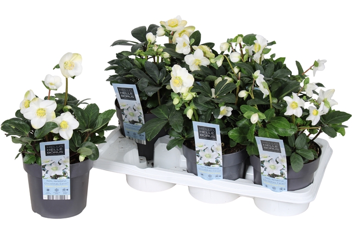 <h4>HELL NI CHR CAROL</h4>