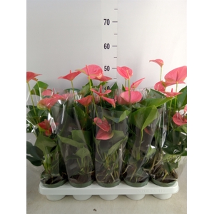 Anthurium andr. 'Sweet Dream'