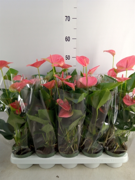 <h4>Anthurium andr. 'Sweet Dream'</h4>