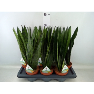 Sansevieria zeylanica