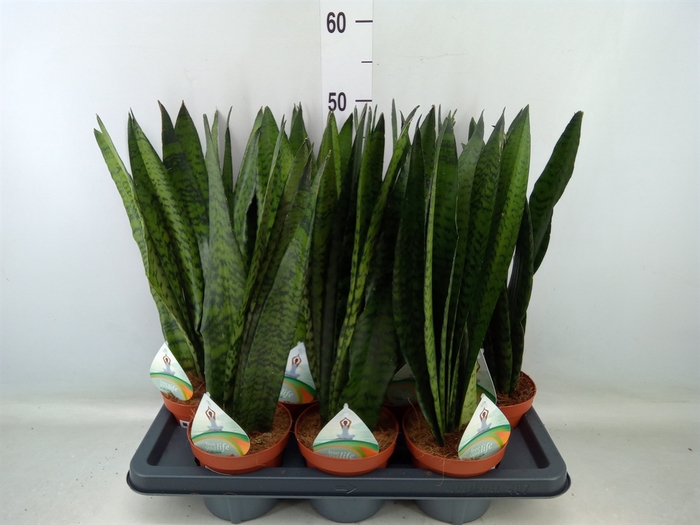 <h4>Sansevieria zeylanica</h4>