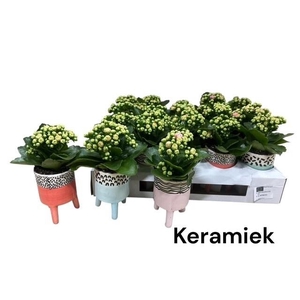 ARR KALANCHOE