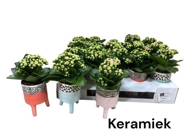 <h4>ARR KALANCHOE</h4>