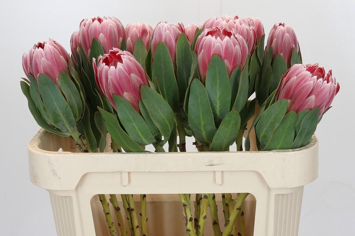 <h4>Protea Carnival</h4>