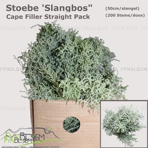 STOEBE PLUMOSA