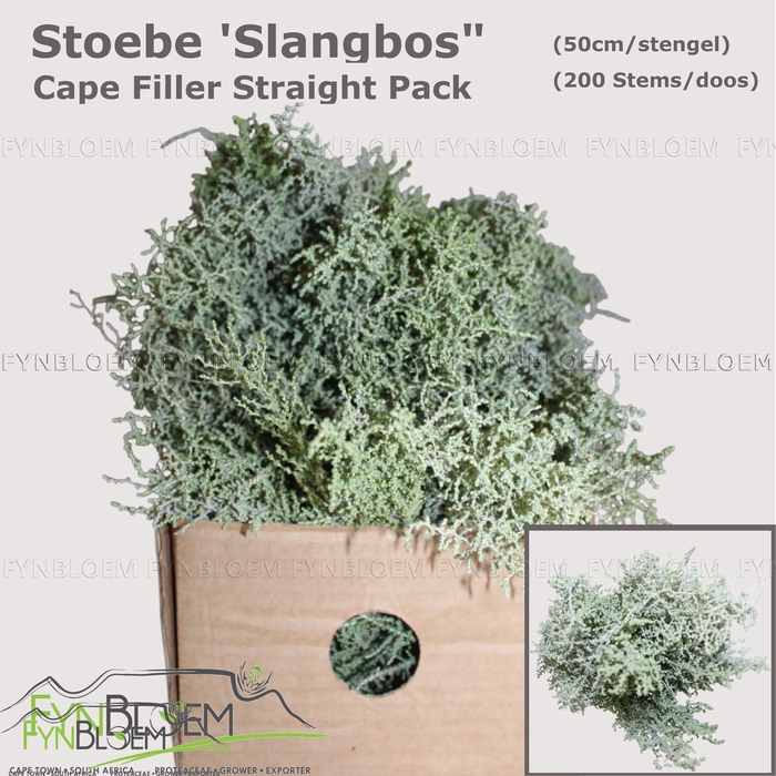 <h4>STOEBE PLUMOSA</h4>