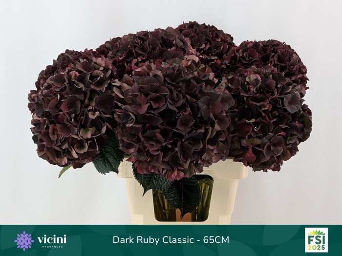 <h4>HYDR M MAG D RUBY CL</h4>