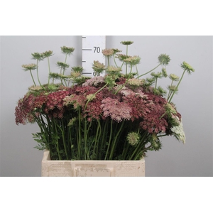 Daucus Carota Dara