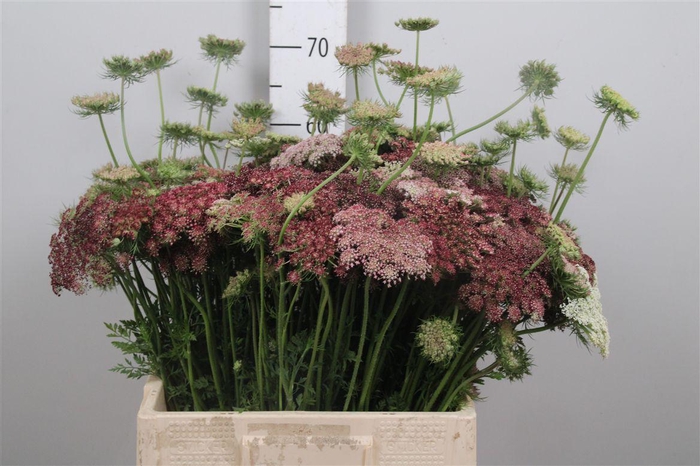 <h4>Daucus Carota Dara</h4>