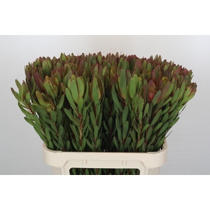 Leucadendron Safari Sunset