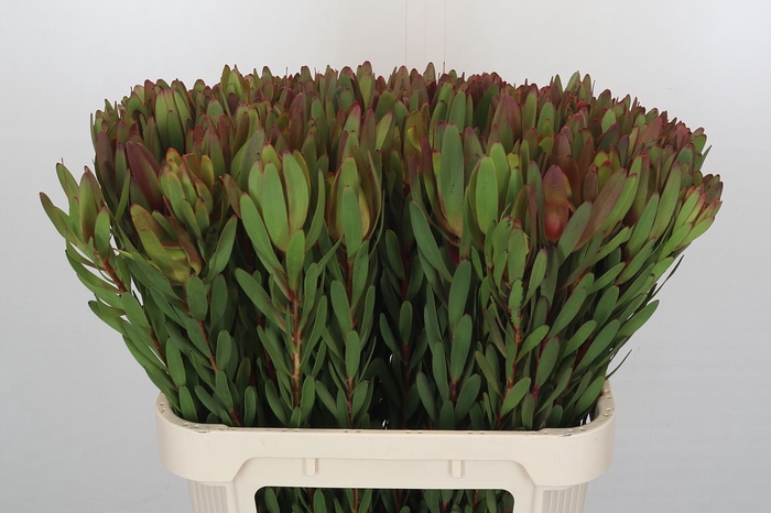 Leucadendron Safari Sunset