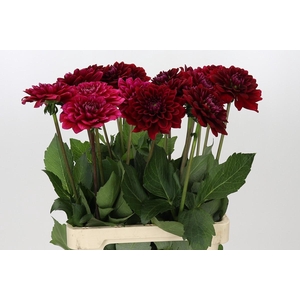 Dahlia Red Runner