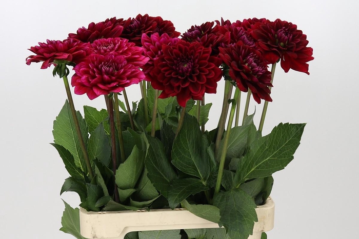 <h4>Dahlia Red Runner</h4>