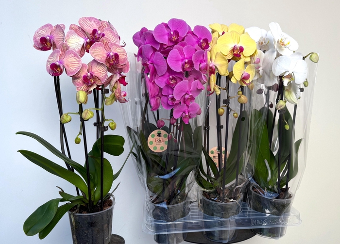 <h4>PHAL EL CASCADE</h4>