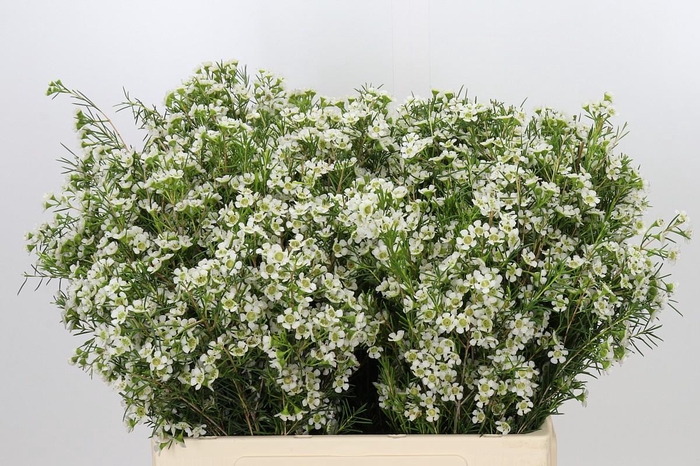 <h4>Chamelaucium Ofir</h4>