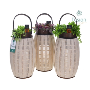 Houten Lantaarn met groenmix met 12 LED verlichting batterij