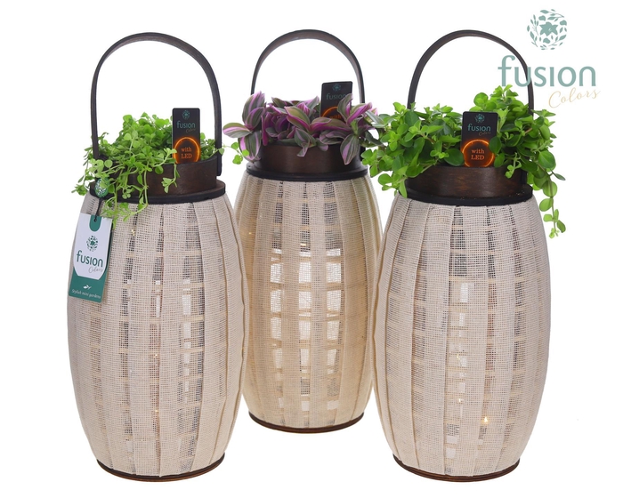 <h4>Houten Lantaarn met groenmix met 12 LED verlichting batterij</h4>