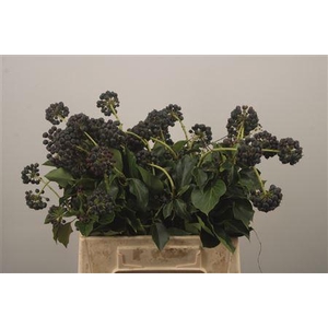 Hedera Berry Wild Per Bunch