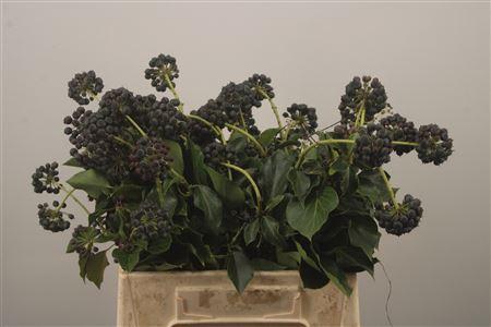 <h4>Hedera Berry Wild Per Bunch</h4>