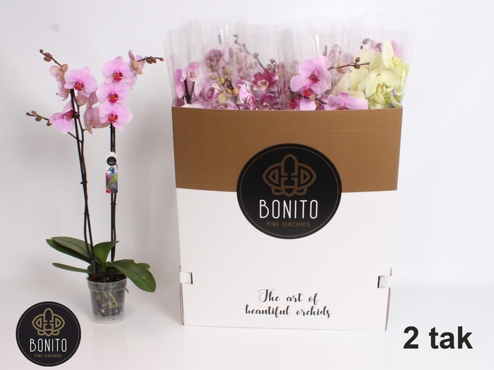 <h4>PHAL GEM 7 KL</h4>