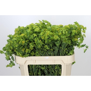 Bupleurum Griffithii
