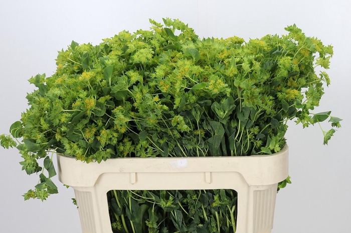 <h4>Bupleurum Griffithii</h4>
