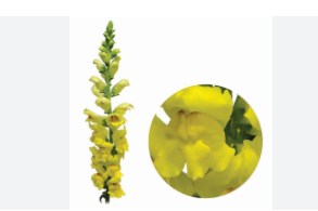 <h4>BOCA DE LEAO AMARELA 070 CM</h4>