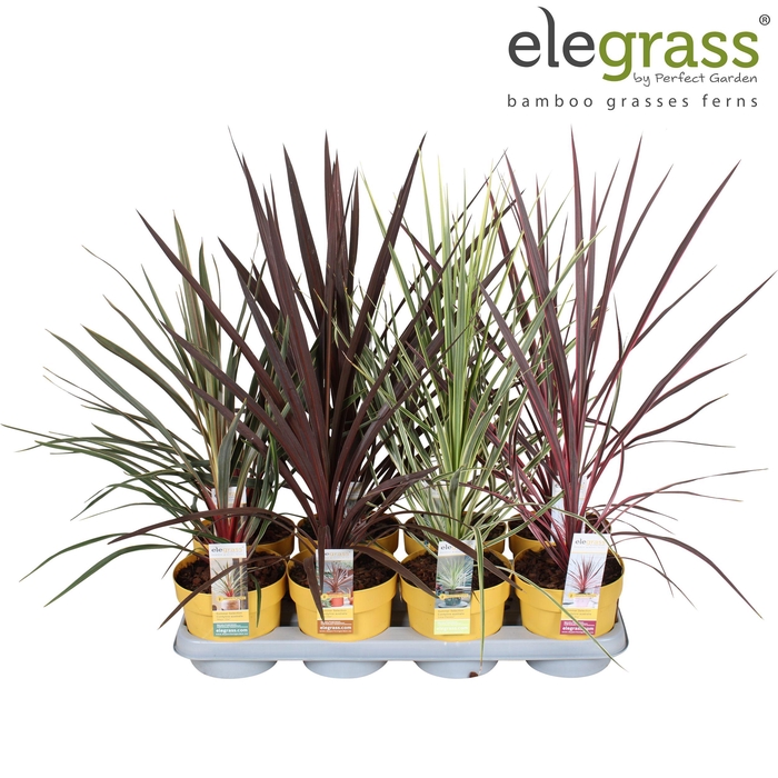 <h4>Cordyline mix tray P14</h4>
