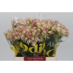 Blushing Bride Ayoba Satin Star