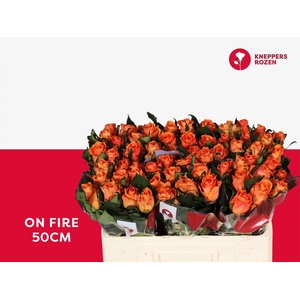 Rosa large on fire
