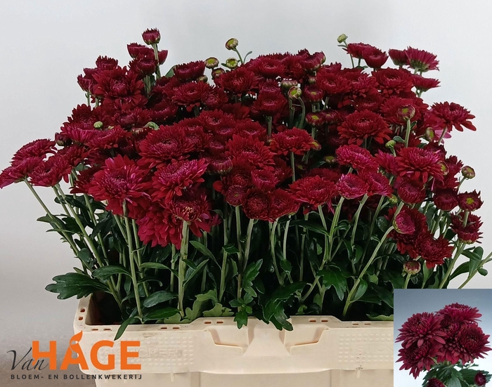 <h4>CHR T SMOKEY</h4>