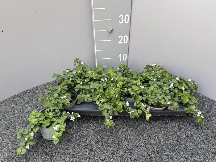 <h4>SUTERA SNOWFLAKE</h4>