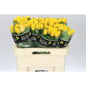Rosa Gr Jackpot+
