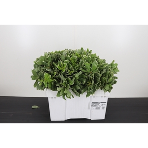 Pittosporum Ilan