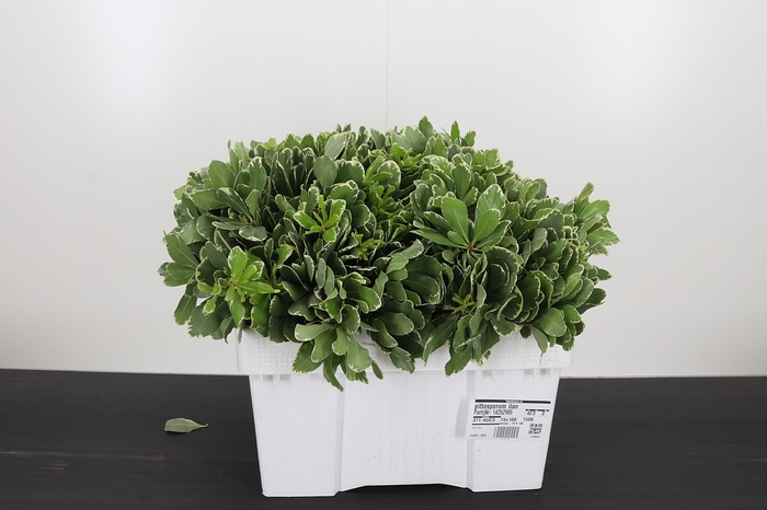 <h4>Pittosporum Ilan</h4>