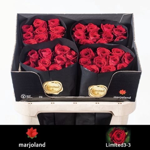 R Gr Red Naomi Marjoland XL Limited