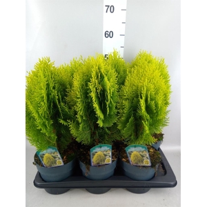 Platycladus orient. 'Aurea Nana'