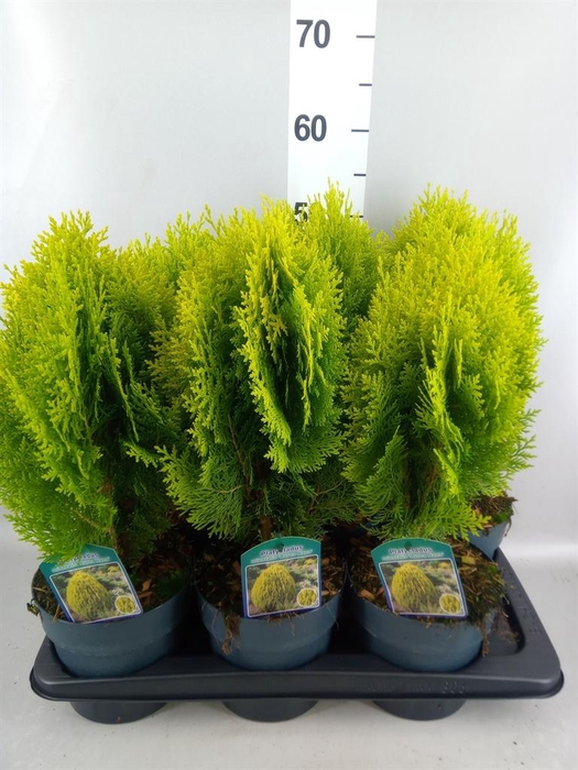 <h4>Platycladus orient. 'Aurea Nana'</h4>